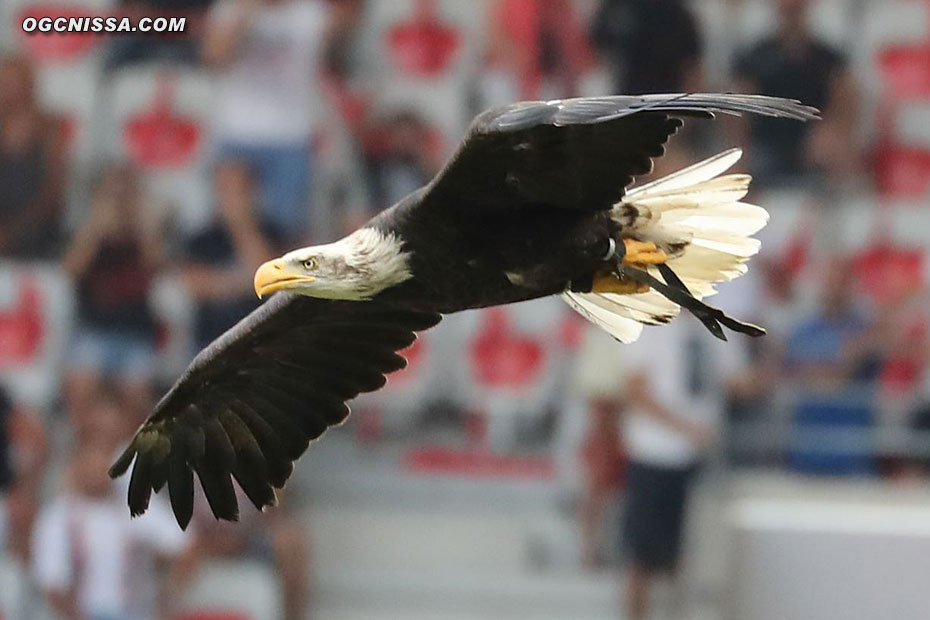 L'Aigle Méfi