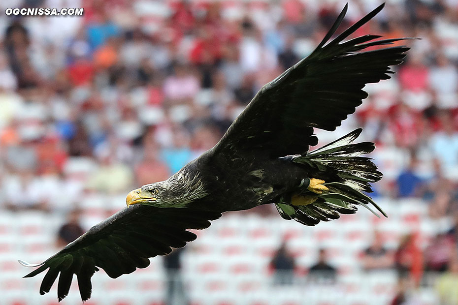 L'aigle Mefi