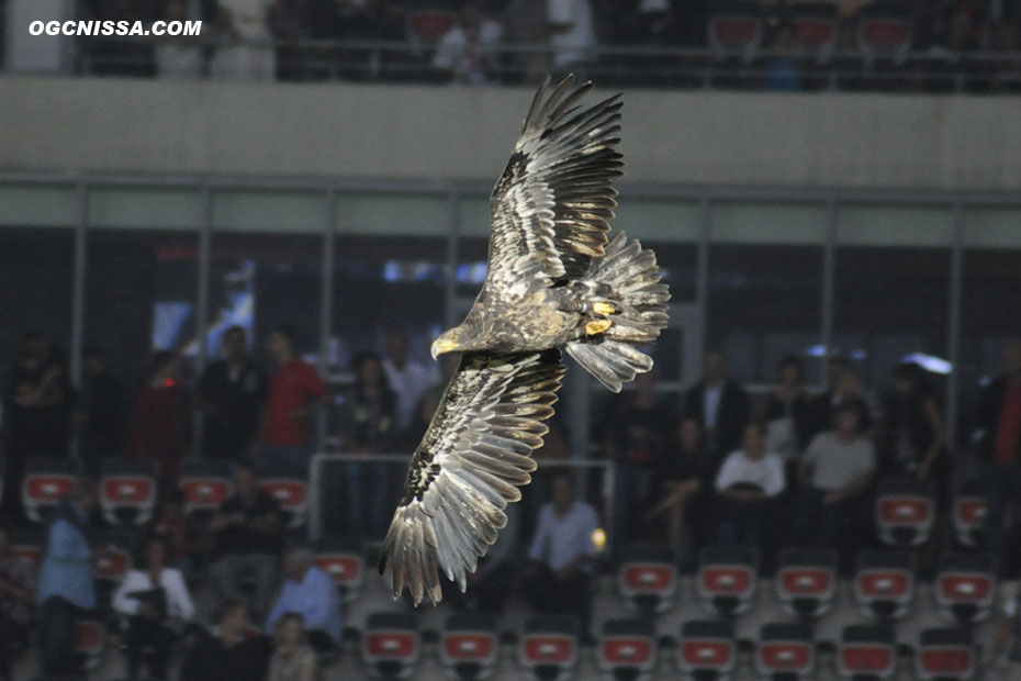 L'Aigle "Mefi"