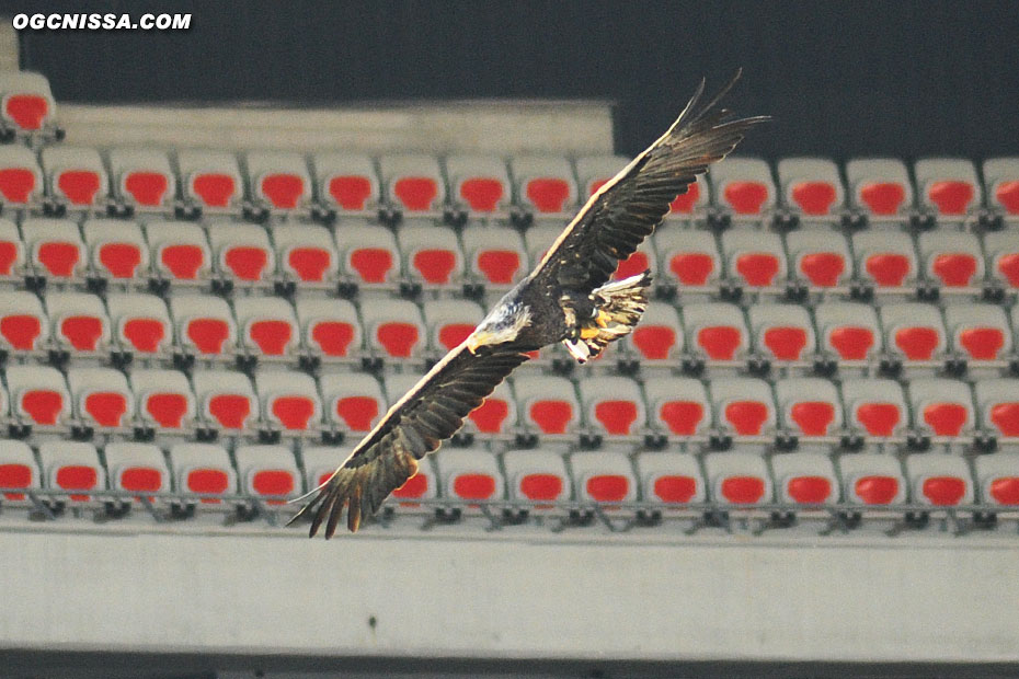 L'aigle Mefi