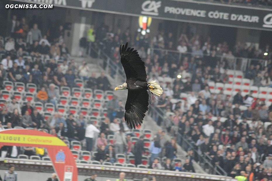 L'aigle Mefi