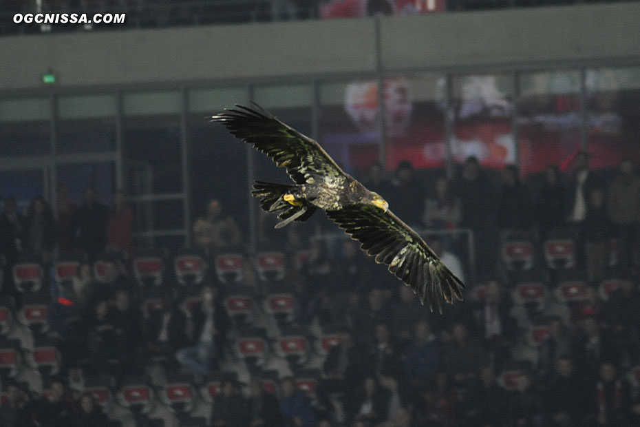 L'aigle "Mefi" en ouverture de cette rencontre de la 14 journée de L1 face à Reims