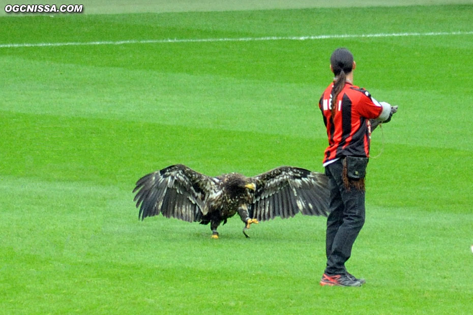 L'aigle Méfi