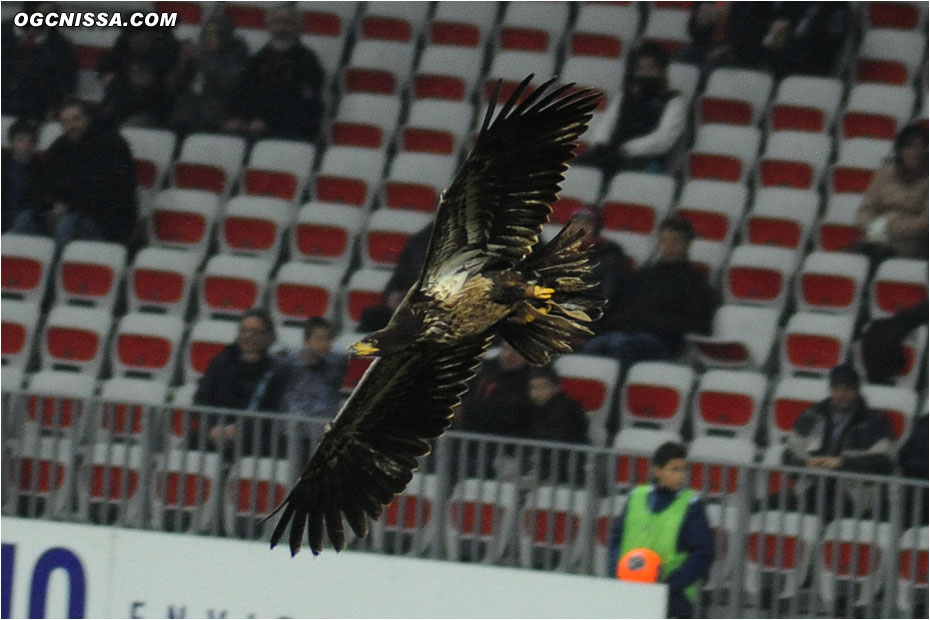 L'Aigle niçois au dessus de l'Allianz Riviera pour cette rencontre de la 21e journée de L1