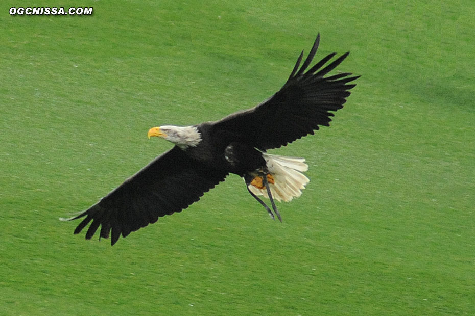 L'Aigle Méfi