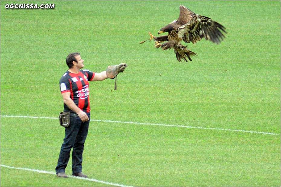 L'aigle niçois lors de cette rencontre de la 23e journée de Ligue 1.