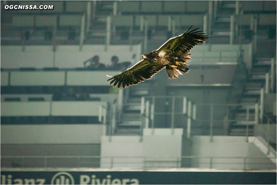 L'aigle niçois