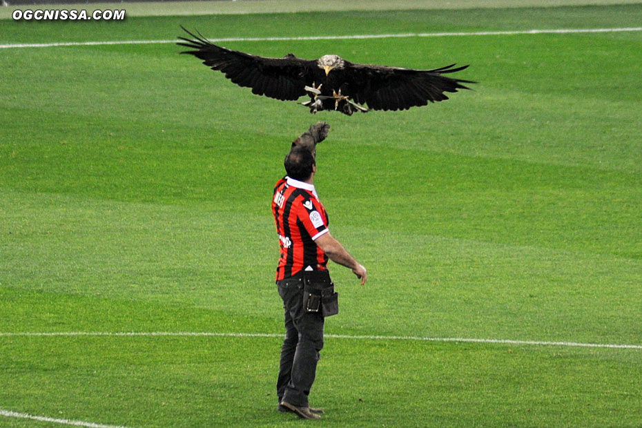 L'aigle Mefi avant le match