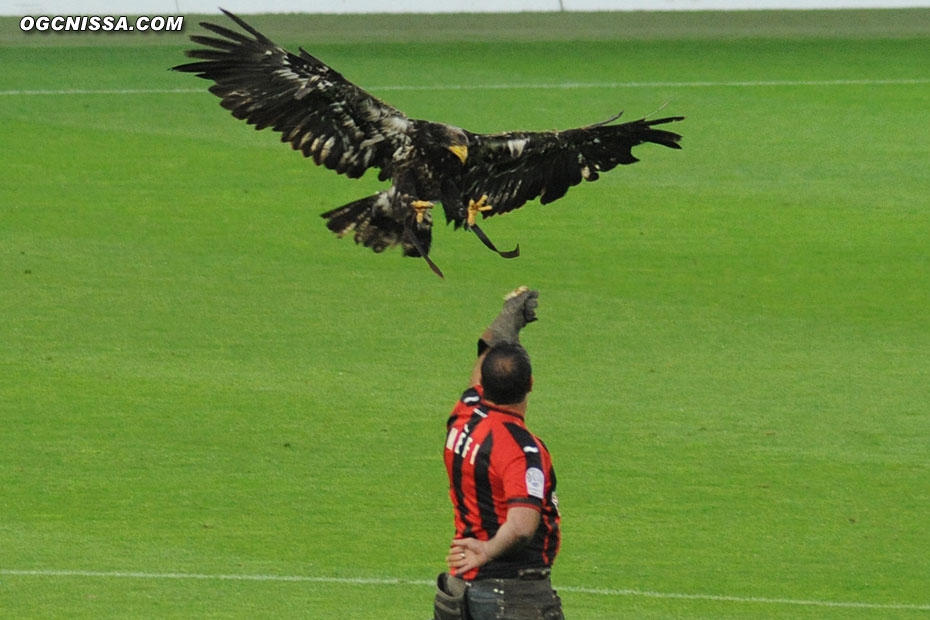 L'aigle Méfi